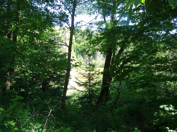 View from Camp Delton (Harvey creek is down there).