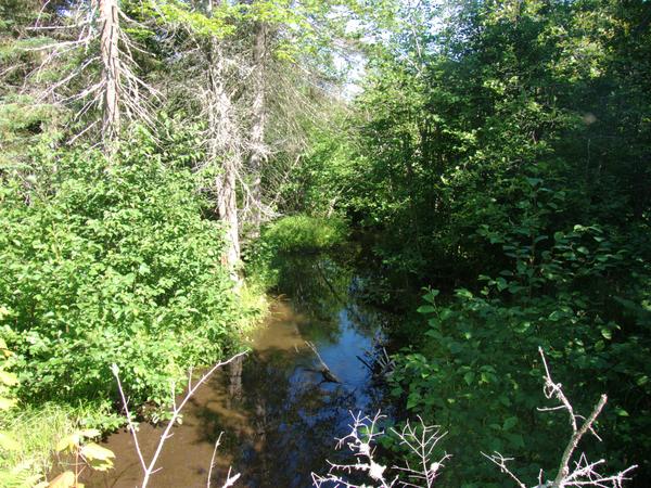 Harvey creek from the bridge on the "big loop".