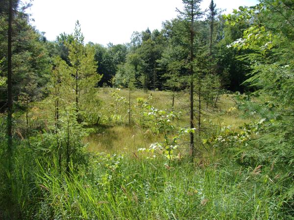 Open field of wild flowers.