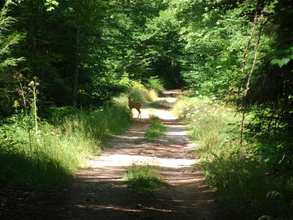 Close up of the small deer.