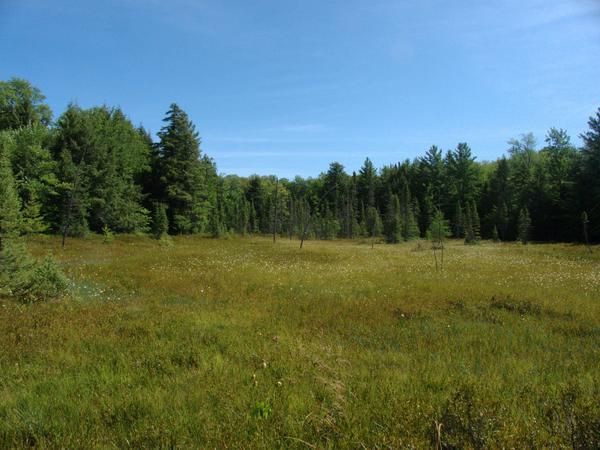 Another open field of wild flowers.