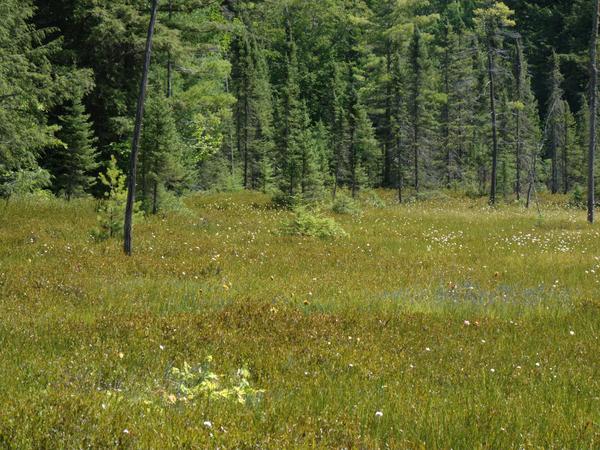 Another open field of wild flowers.