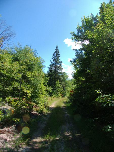 Road north of the Sucker river.