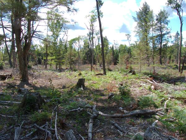 Results of logging along the road north of the Sucker river.