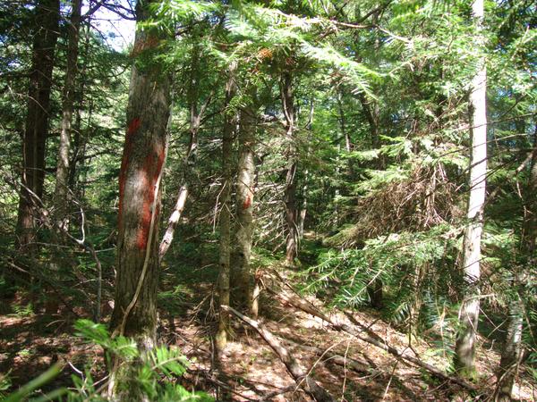 Logging marks on trees extending into the distance found "deep" in the woods.