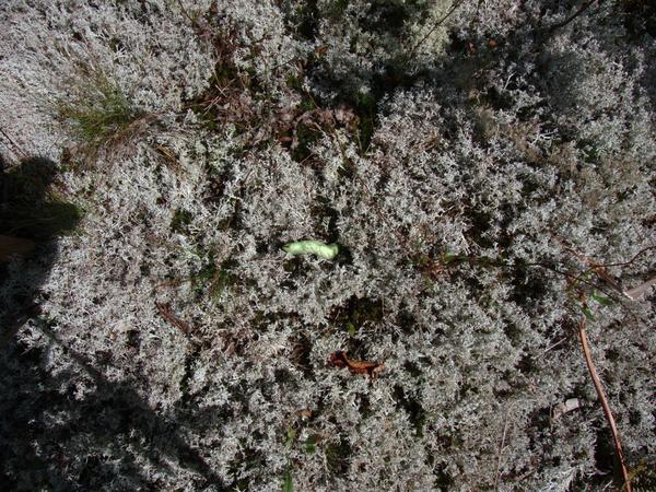 Large caterpillar found while wandering off trail.