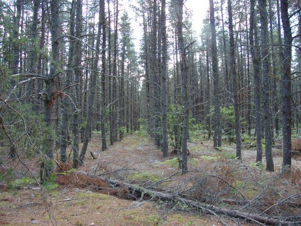 Forest of precisely planted pines south of the airport.