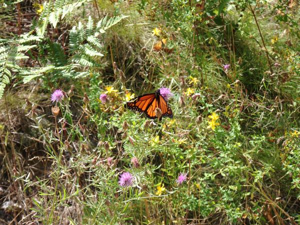 Close up of a butterfly on a flower.