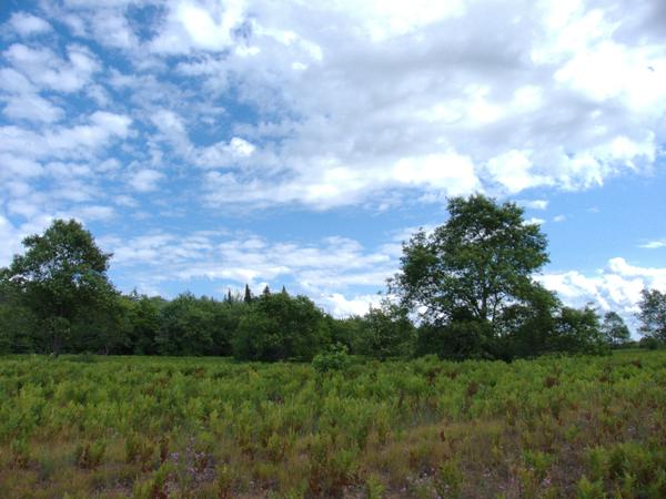 Field around the Airport along Old Seney.