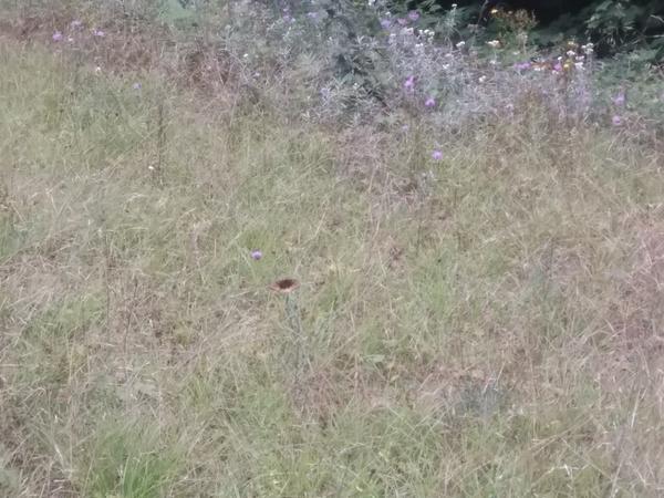 Butterfly in a meadow.