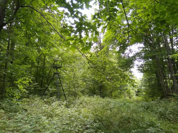 Hunting stand in the woods.