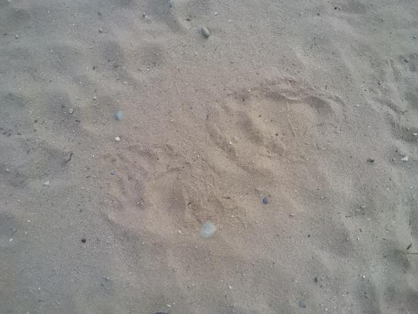 Bear tracks on McCloud grade of a bear seen from the Cabin.