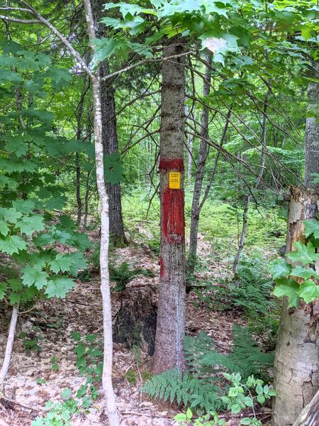 Survey marker at the Alger and Luce County border.