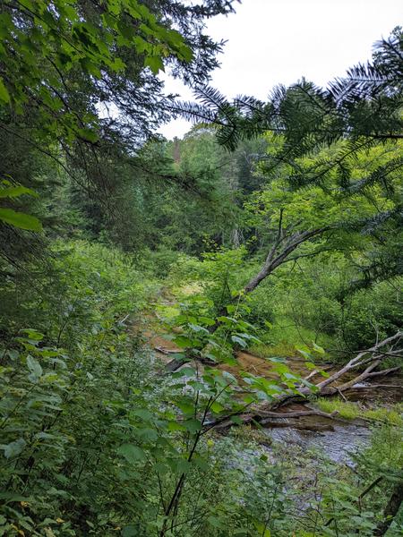 Two Hearted river near C.O.P.S. camp.