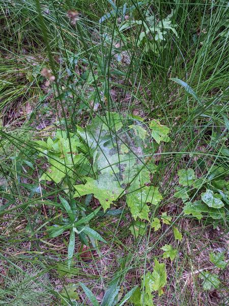 Big spider web covered in rain drops.