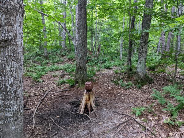 Strange sculpture(?) in the woods.