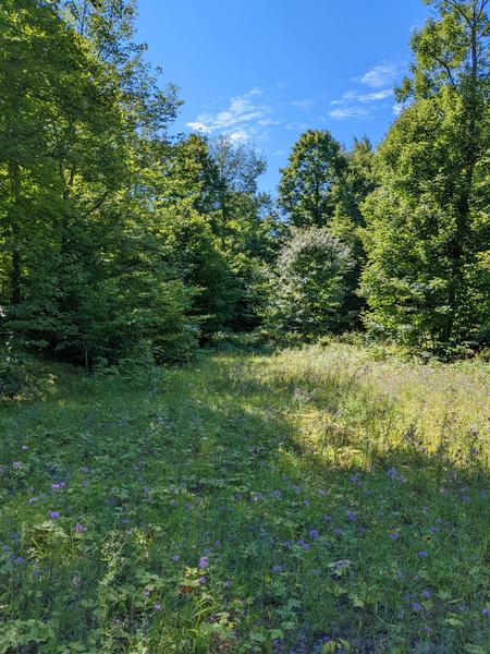 Logging road with flowers.