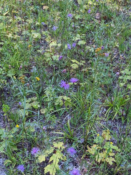 Close up of flowers on logging road.