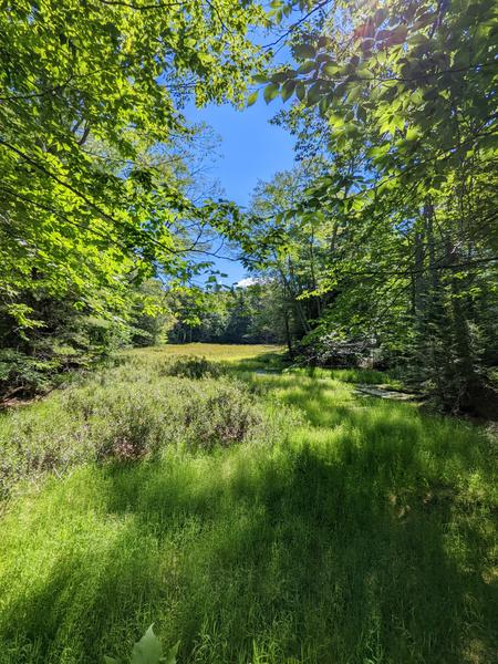 Meadow in the woods.