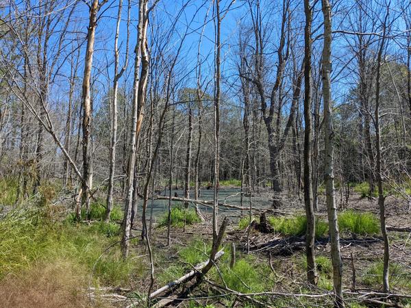 Grounds on the way to the camp on Mitchell Lake. There are many downed trees.