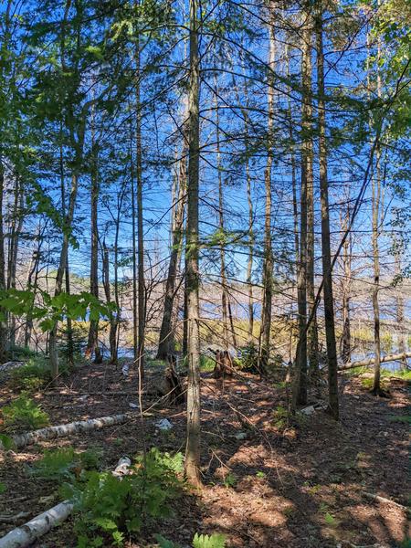 View from the outhouse at the camp on Mitchell Lake.