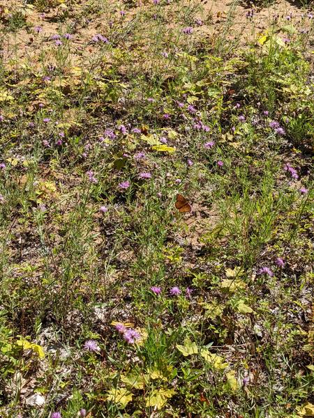 Butterfly in the flowers.