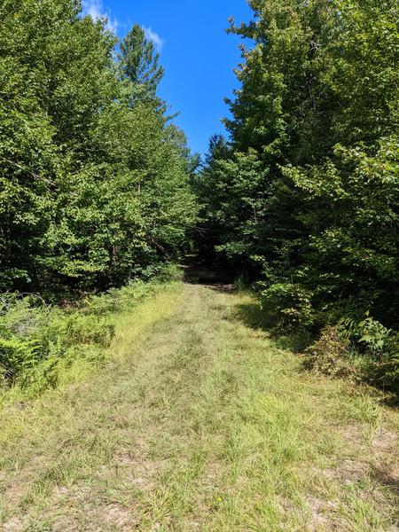 The loop off of McCloud Grade. The trail has been cleared of overhanging branches.