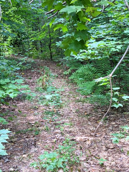 The trail around the loop off McCloud Grade.