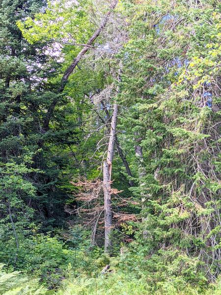 Oddly broken tree near the Sucker River.