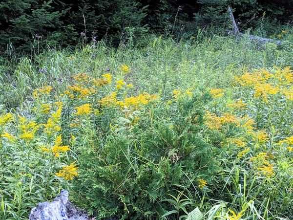 Beaver meadow with flowers along the Loop. This used to be a beaver pond!