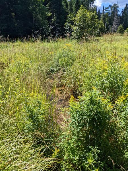 The creek along the Loop that used to have a beaver dam.