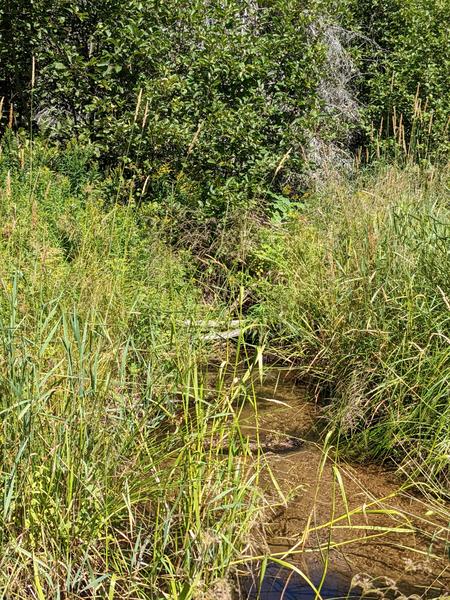 Creek along the loop with what is left of the beaver dam (practically nothing).