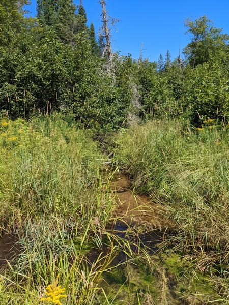 Creek along the loop with what is left of the beaver dam (practically nothing).