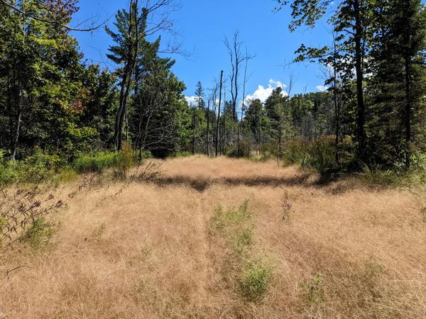 Grass along the trail on the south side of the Sucker River. I "broke" the visible path through the grass.