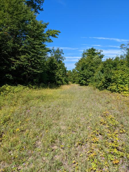 Logging road.