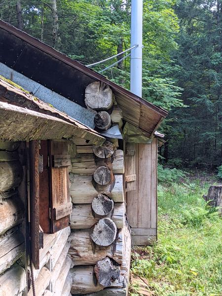 Red squirrel chewing on the Cabin logs at its favorite spot (or so it seems).