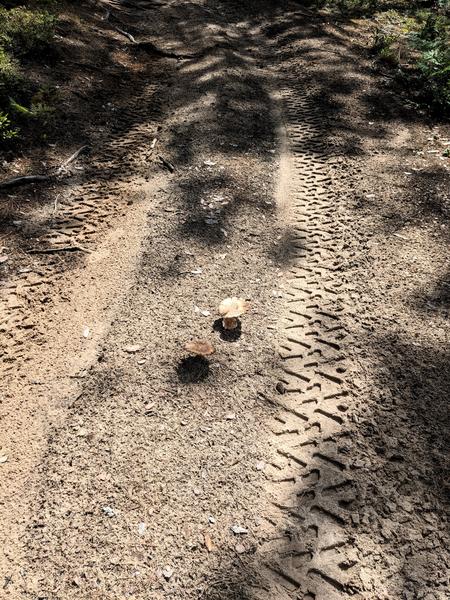 Mushrooms along the trail to the Barfield Lakes.