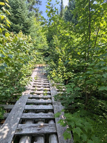 Very overgrown bridge over Harvey Creek.