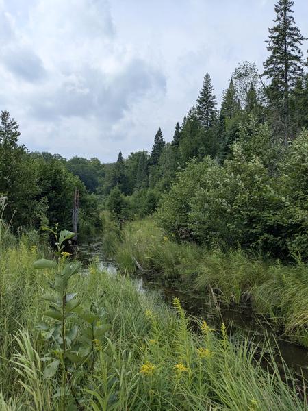 Harvey Creek near Delton camp.
