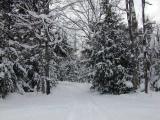 Trail leading out from cabin