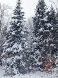 Snow covered pine tree