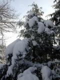 Snow covered pine tree