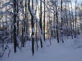 Hardwood forest