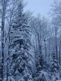 Trees outside the cabin