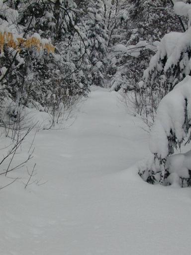 Path leading in to the cabin.