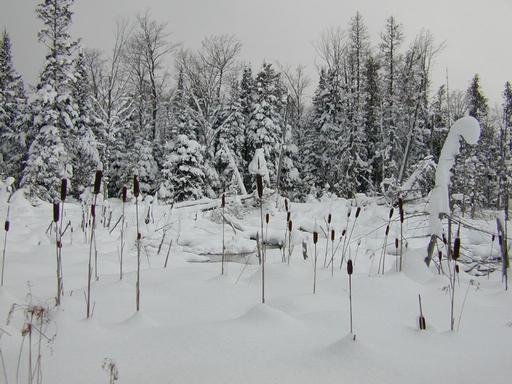 The marsh behind the cabin.