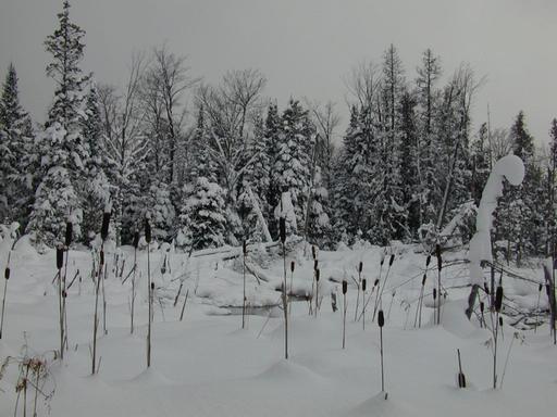 The marsh behind the cabin.