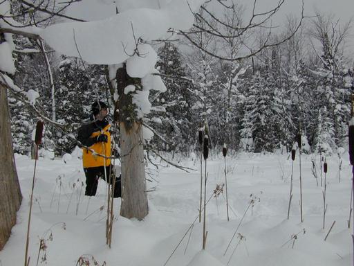 Matt snowshoeing through the marsh.