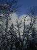 Snow covered trees and a blue sky.