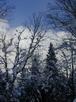 Snow covered trees and a blue sky.